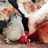 Bird, Poultry & Animal Feed