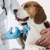 Animal Health Care & Veterinary Medicines