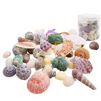 Decorative Sea Shells