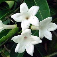 Jasmine Plants In Rajahmundry