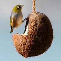 Coconut Bird Feeder