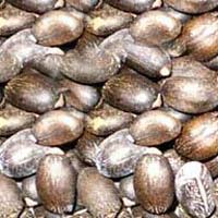 Karanj Seeds In Indore