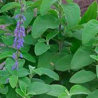 Coleus Extracts In Chennai