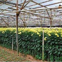Chrysanthemum Plant In Kolkata