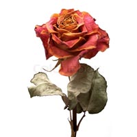 Dry Rose In Ajmer