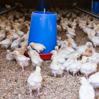 Poultry Chemicals