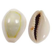 Cowrie Shells