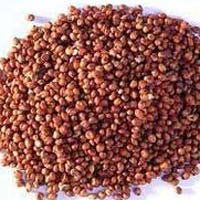 Red Sorghum Seeds In Nagpur