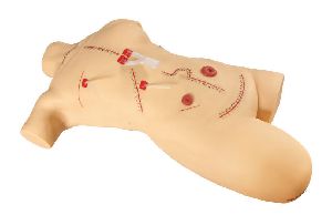 Surgical Suture Model