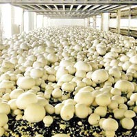 Mushroom Farming Services