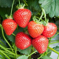 Strawberry Plants