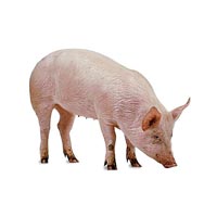Farm Pig In Moradabad