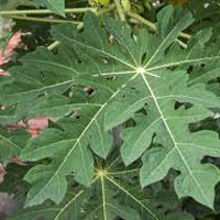 Papaya Leaves