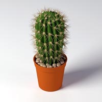 Cactus Plants In Pune