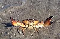 Crab Claw