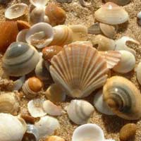 Natural Seashell In Chennai