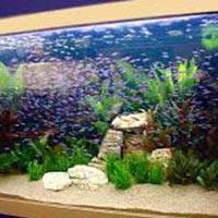 Fish Tanks In Chennai