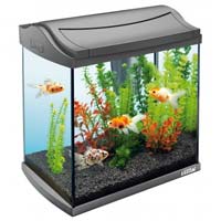 Fish Aquarium