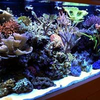 Marine Aquarium