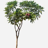 Plumeria Plant