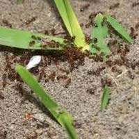 Ants Control Services In Delhi
