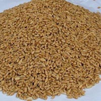 Wheat Meal In Aurangabad