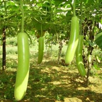 Bottle Gourd Seedlings In Lucknow
