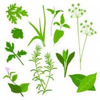 Herb Leaves In Dindigul