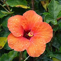 Hibiscus Rosa Sinensis Extract In Thoothukudi