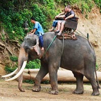 Elephant Safari Tour Packages