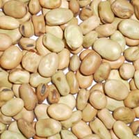 Horse Beans