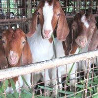 Goat Farming Service