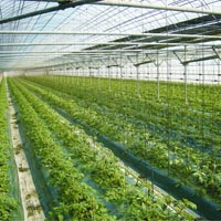 Agricultural Greenhouses