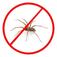 Spider Pest Control In Pune