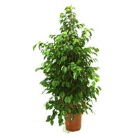 Ficus Benjamina Plant
