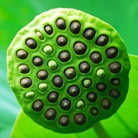 Lotus Pod