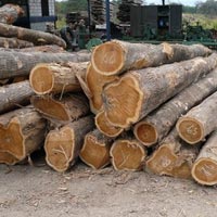 Teak Wood Logs In Surat