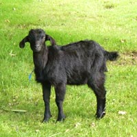 Goat In Nagaur