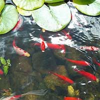 Fish Pond