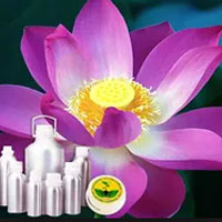 Lotus Fragrance