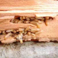 Termite Pest Control Service In Delhi