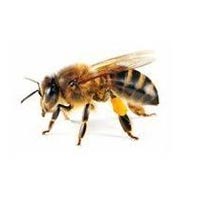 Honey Bees Treatment