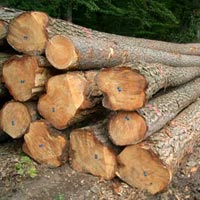Pine Wood Logs In Dindigul