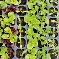 Vegetables Seedlings In Aravalli