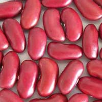 Red Kidney Bean In Delhi