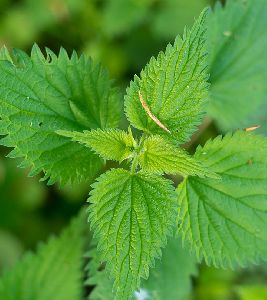 Nettle Leaf