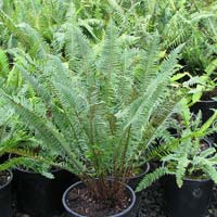 Fern Plant