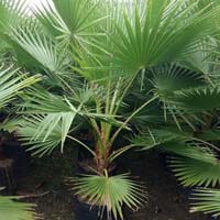 Washingtonia Palm