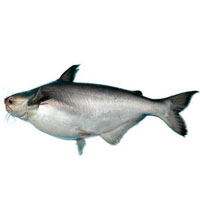 Basa Fish