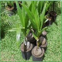 Coconut Seedling